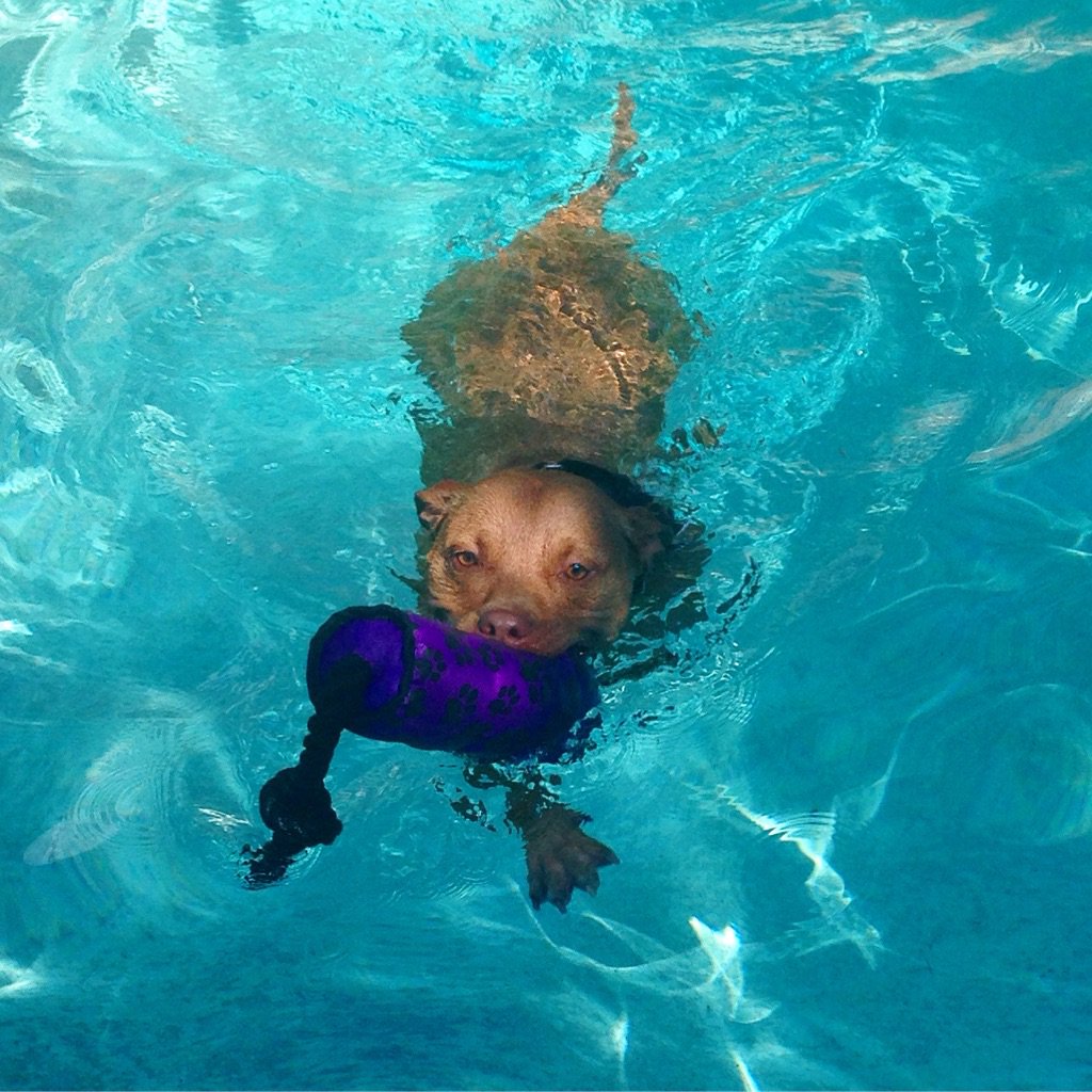CanineParenting's tweet photo. Crawfish loves to swim! #pitbulls don't always hate water! https://t.co/BpicxvnHYt