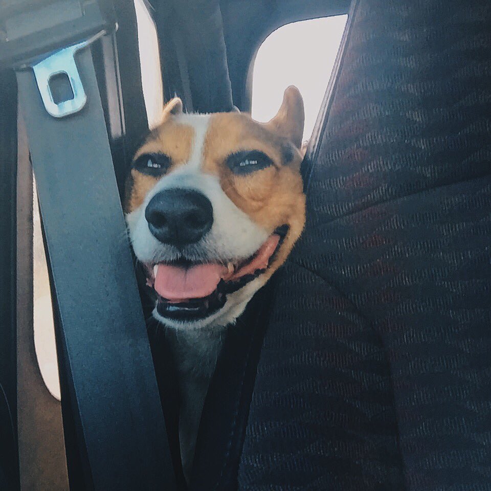 AndiSutt's tweet photo. Are we there yet? #roadtrips #corgis #vacation #summertime #Asheville #kahuna #dogmom #outdoorlife #jeepwrangler https://t.co/8f64Vo5PcP