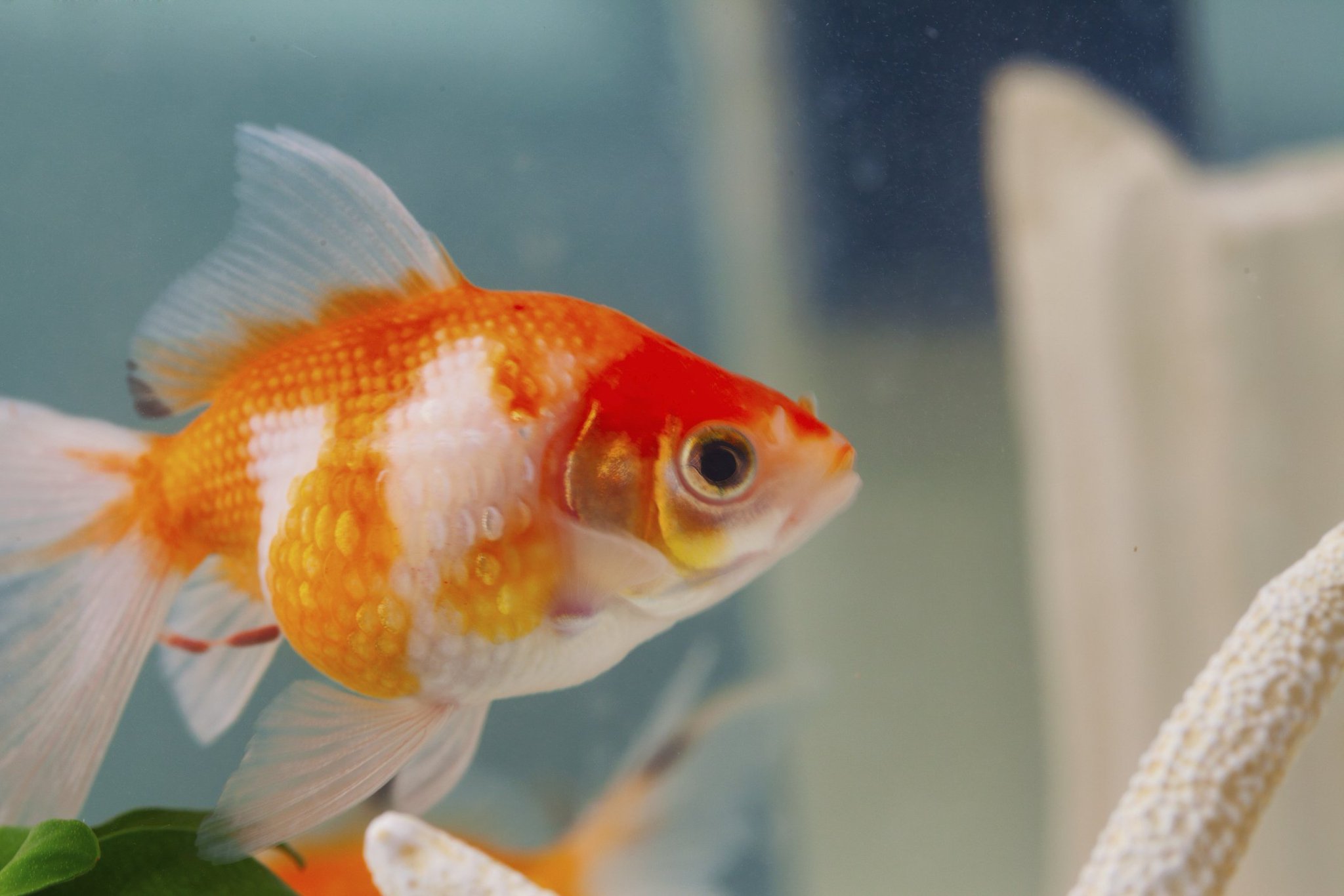 Petco On Twitter Didyouknow Goldfish Are Opportunistic Eaters