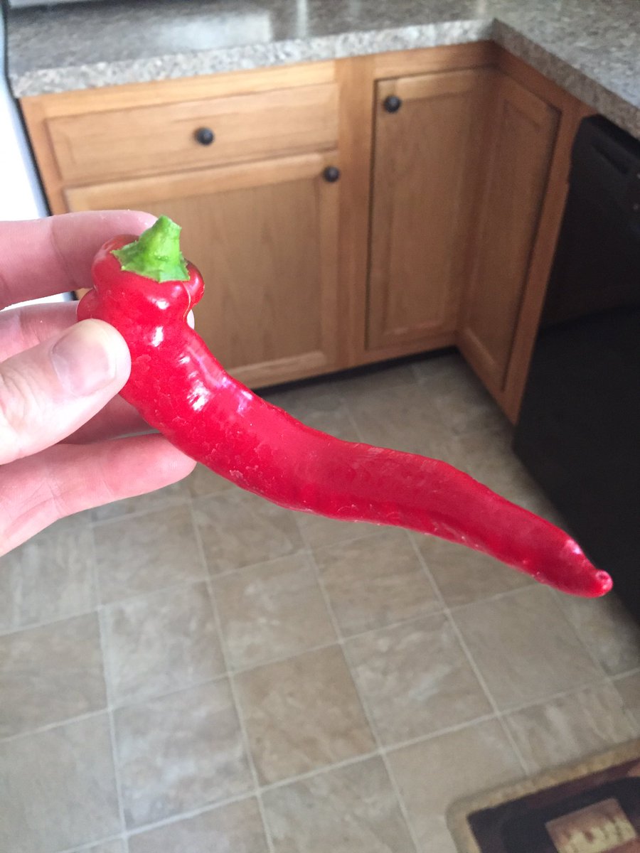 PaPepperKing's tweet photo. Say hello to Jimmy...Jimmy Nardello! Our first one picked. Love that the garden is getting more 🌶RED🌶 https://t.co/bblaN933jF