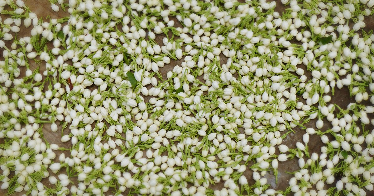 NumiTea's tweet image. Someone needs to invent smell-o-vision for digital... Get a whiff of these organic jasmine buds. #JasmineGreenTea