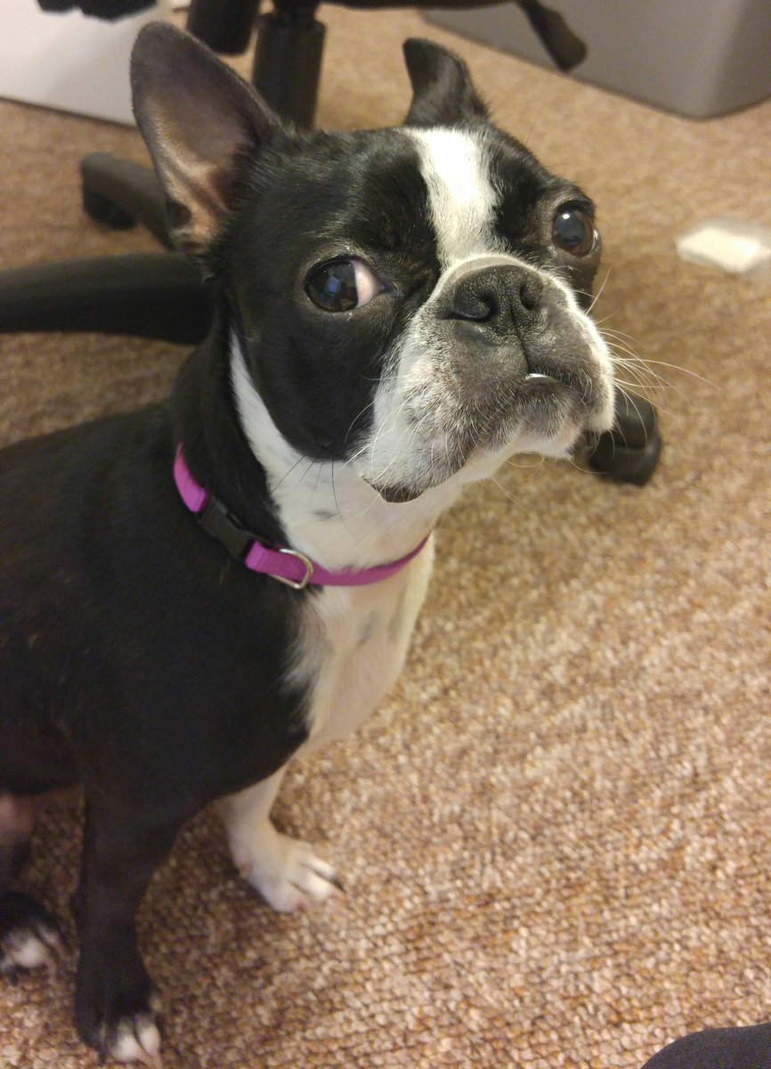 TBLBilly's tweet photo. She keeps me on my toes all day long, but I wouldn't want a day without her. #BostonBae https://t.co/jtrZdw9noo
