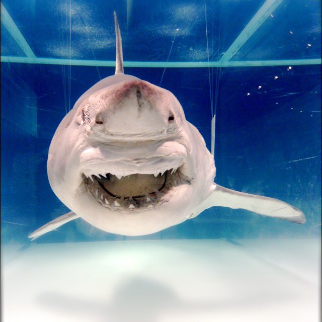 ホルマリン漬けシャーク(サメ)