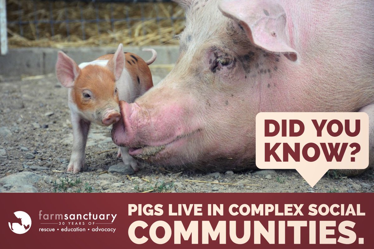 FarmSanctuary's tweet image. Read “Thinking Pigs: Cognition, Emotion, and Personality” from #TheSomeoneProject
bit.ly/Pigs-WhitePaper
