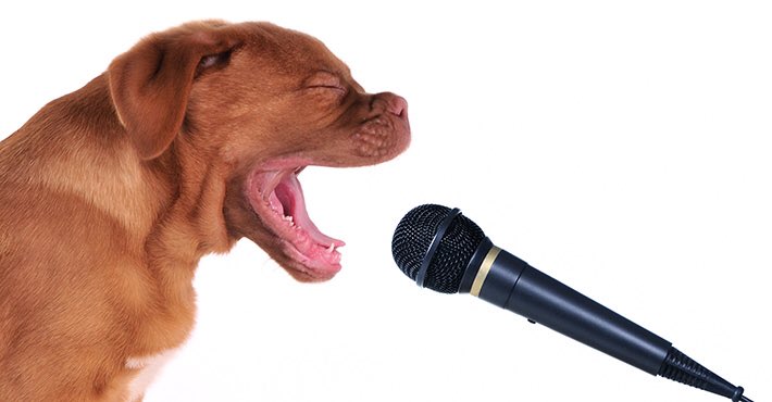 SWareHotDogs's tweet image. 🐶🎤