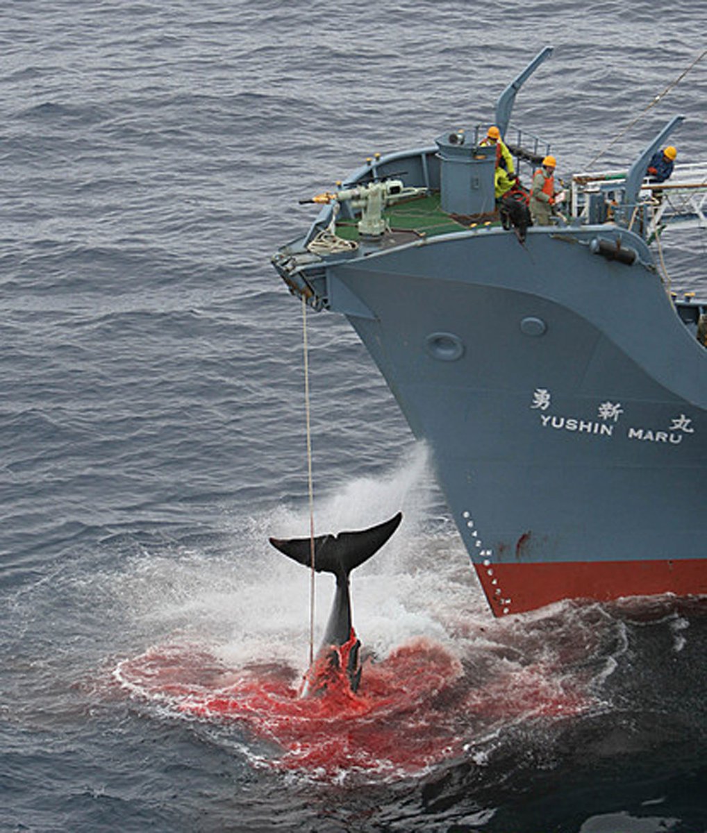 Ловлю китов