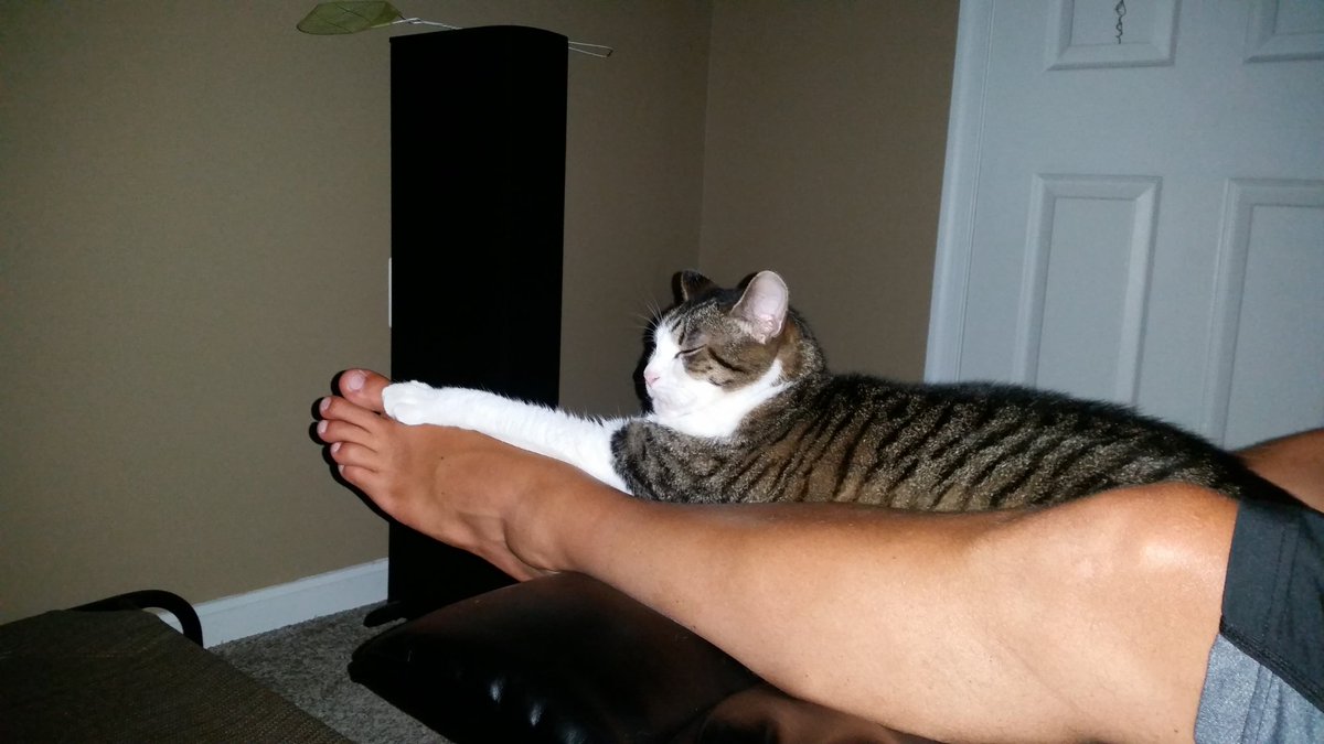 MicheleAPrice's tweet photo. Tryin to figure out who has the bigger foot, pretty sure dad wins #CatsOfTwitter #thingsmycatdoes https://t.co/I3aD4LUqSA