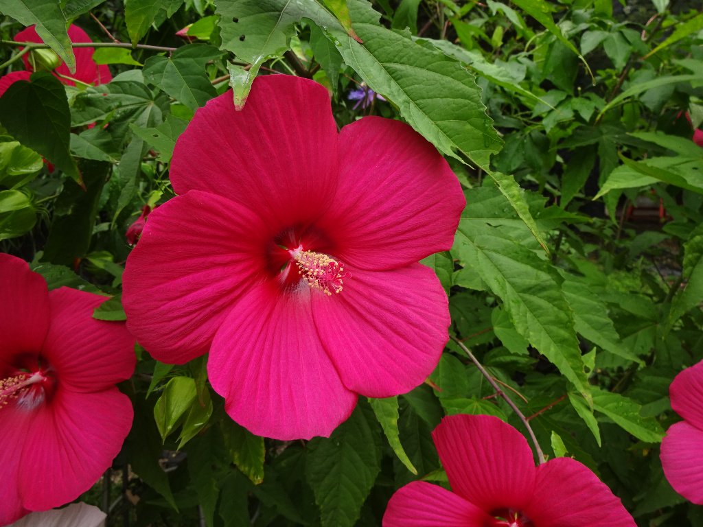 名古屋市東山動植物園 植物園から見頃の花のお知らせです 夏の盛りにぴったりなアオイ科の花が咲いています 赤い花 は タイタンビカス アメリカフヨウとモミジアオイの交配種で手のひらより大きな花が特徴です 黄色い花は ハマボウ 海岸でよく見