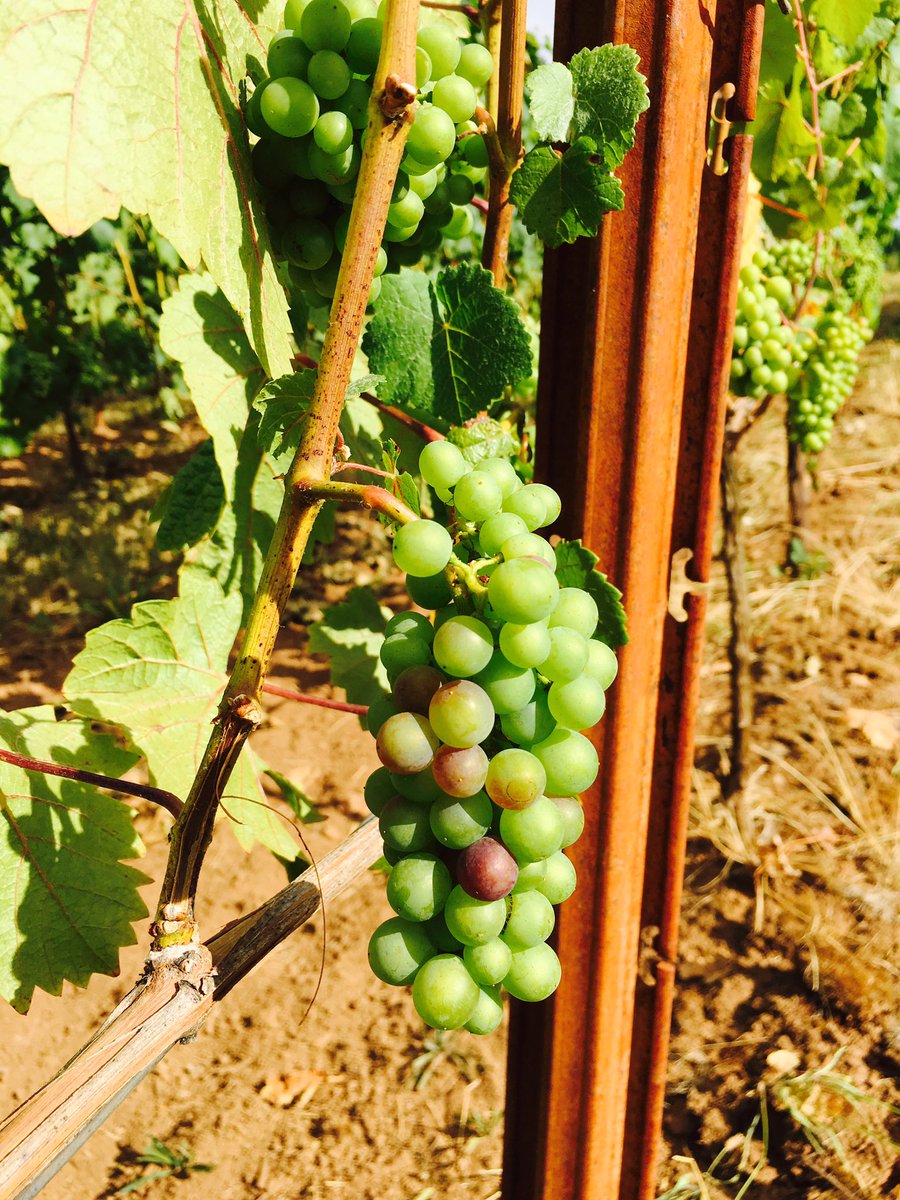 RallisonCellars's tweet photo. Veraison at our estate Laree vineyard in the Chehalem Mountains AVA in Oregon. Cheers! https://t.co/ijTVJgJV7i