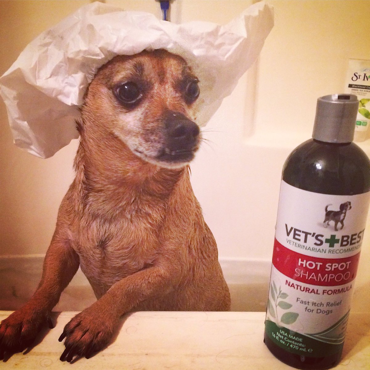 CamThrow's tweet photo. "Oh shit!... It's that time of year😫" - Brando Ho-Thrower #rufflife #dogsoftwitter #bathtime #vetsbest https://t.co/sOc3WA4YKH
