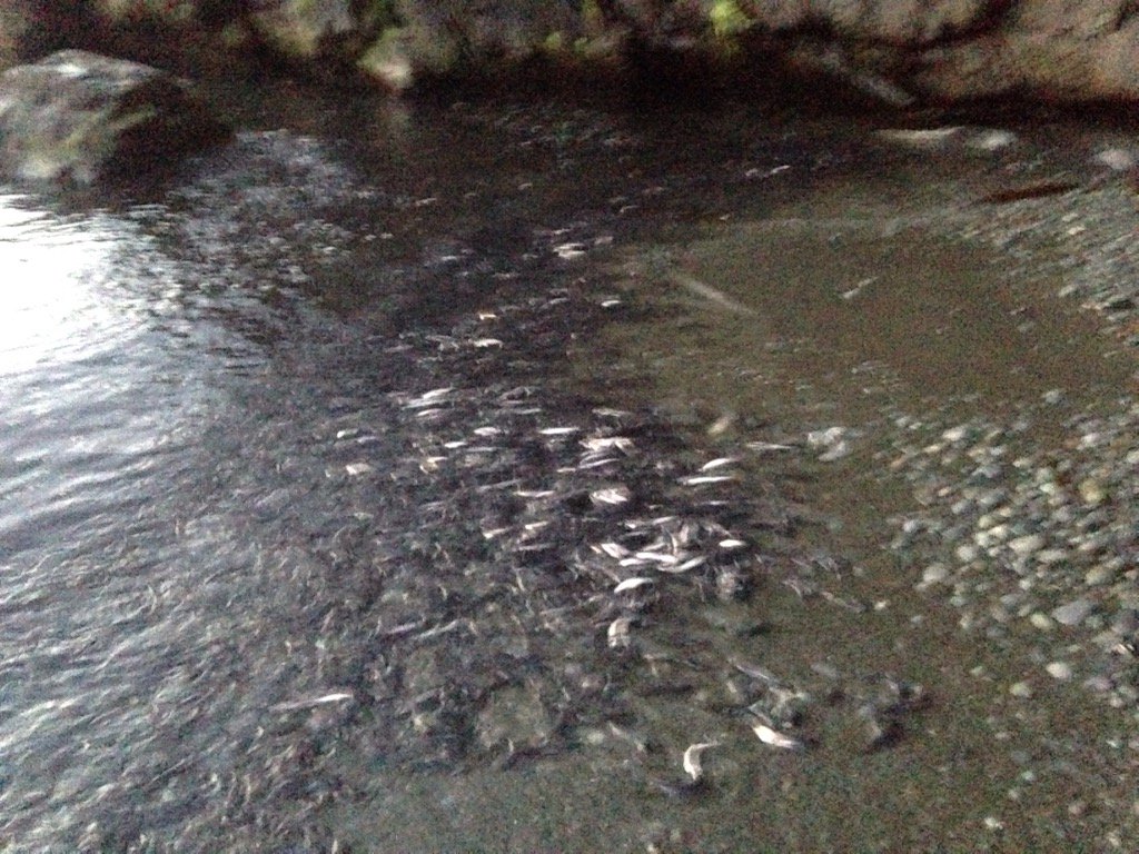 Lots of male #capelin tonight at Outer Cove for #CapelinRoll2016