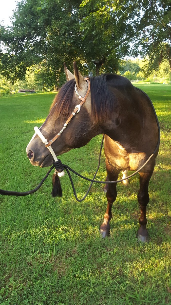 JosiahAlora's tweet photo. My horse is a babe... haha! #sootybuckskin #AQHA #WhimpyBeJames https://t.co/IT5xpvGcdi