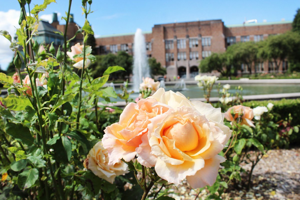 Everything's coming up roses by #DrumhellerFountain this summer!