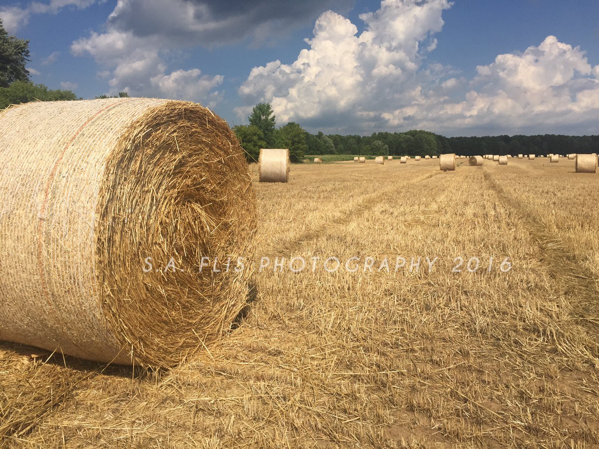 sflis1's tweet photo. Some beautiful #goldenstraw #harvest16 #nyagriculture https://t.co/MWv2O9myFs
