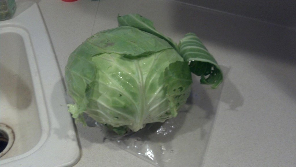 CedarValleyWest's tweet photo. Nice looking cabbage! Savannah's produce from 3rd grade @tltingle #learning2grow https://t.co/44E2YLLZXb