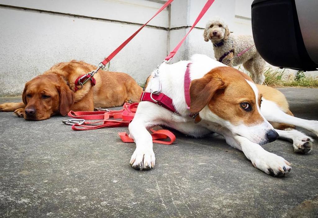 naturesbeasts's tweet image. Post-play session💤. #thisishowwedo -RiRi, Maddylonglegs, MaisyDee-
#bonetired #crash #sfdo… ift.tt/2a0WqDP