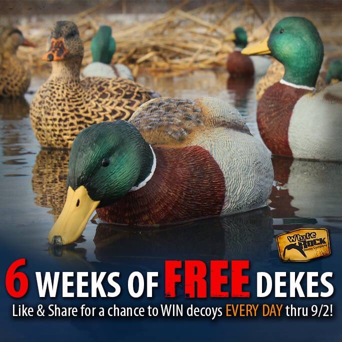 dunnerAD's tweet photo. FREE DECOYS!!! https://t.co/ja11CWNIMN https://t.co/ODhWHZ81JT