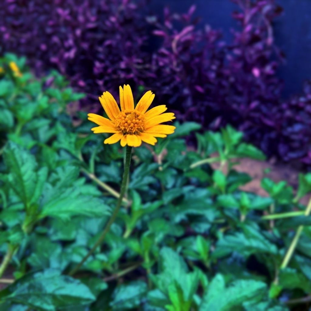 mahesham22's tweet photo. It's a mesmerizing #Rainy #Morning.. And the #raindrops were shaking this #flower 🌷, despite that, it managed to co… https://t.co/MpvYGIlMg1