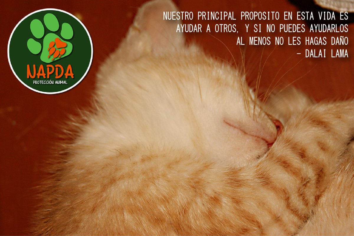 #AYUDA #COLABORA #Participa #UnMundoMejor #NoMasAnimalesEnLaCalle #Adopta #Dona