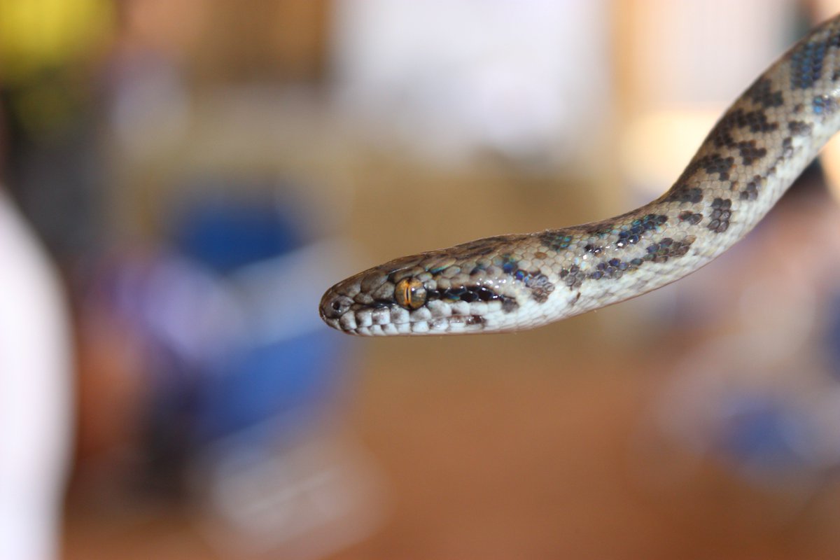 Sarah_Ardill's tweet photo. Beautiful carpet #python found at #wambiana on a @jcu fieldtrip #dsbclass #behaviorecology https://t.co/GRw1465RSk