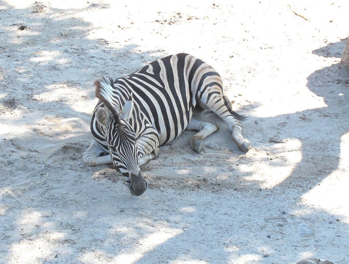 暑い！！さて、灼熱のアフリカ園から問題です。シマウマが 