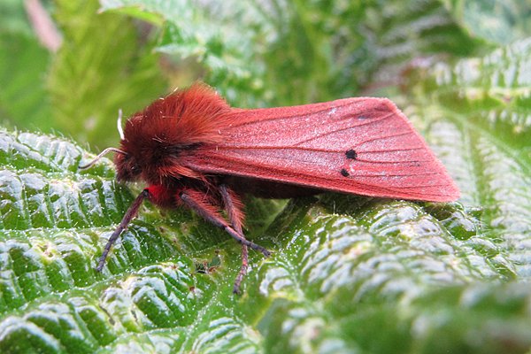 KeeleNatHist's tweet photo. Ruby Tiger moth in #keelemothtrap today. https://t.co/Xe4yOwrxme