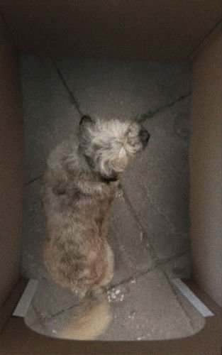 buscadogcl's tweet image. #NoSonMuebles necesitamos #TenenciaResponsable @carolaurrejola @jananeme @mxperez #adopción #Buscadog