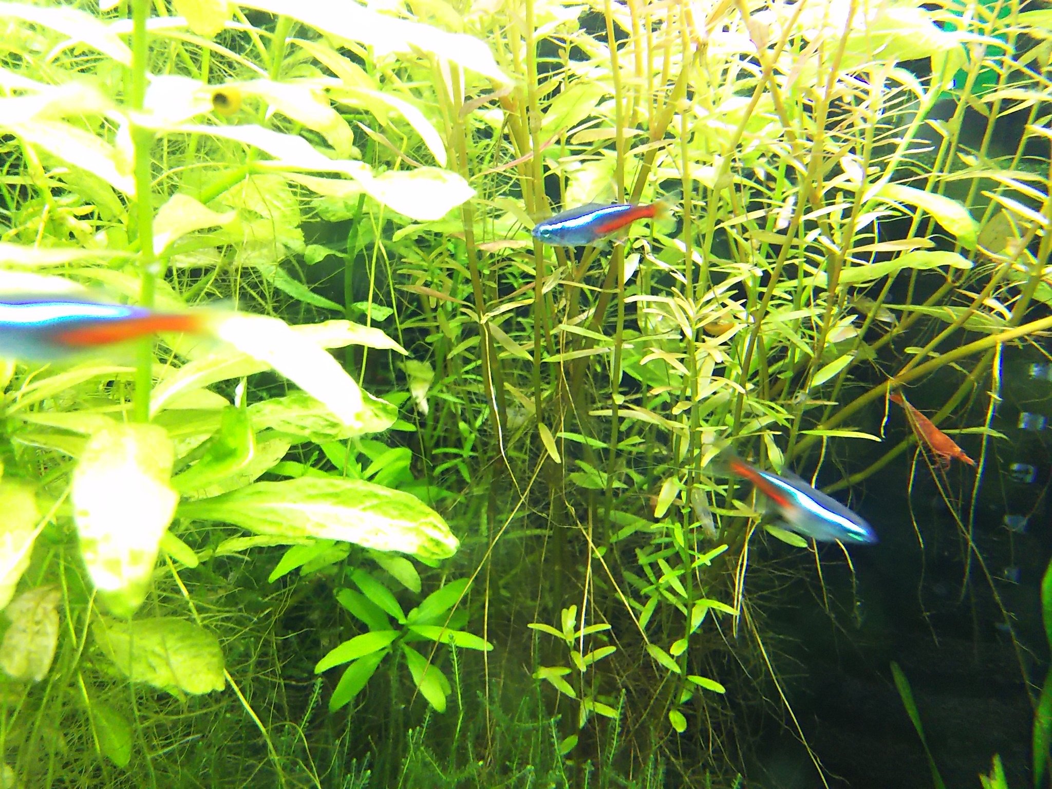 亀吉子 本日のメモ 60 水槽aの水草 ヘアーグラスショート ハイグロフィラ ポリスペルマ スクリューバリスネリア ウィローモス ジャイアント南米ウィローモス アマゾンソード ロタラ ロトンディフォリア コロラタ ミクロソリウム プテロプス