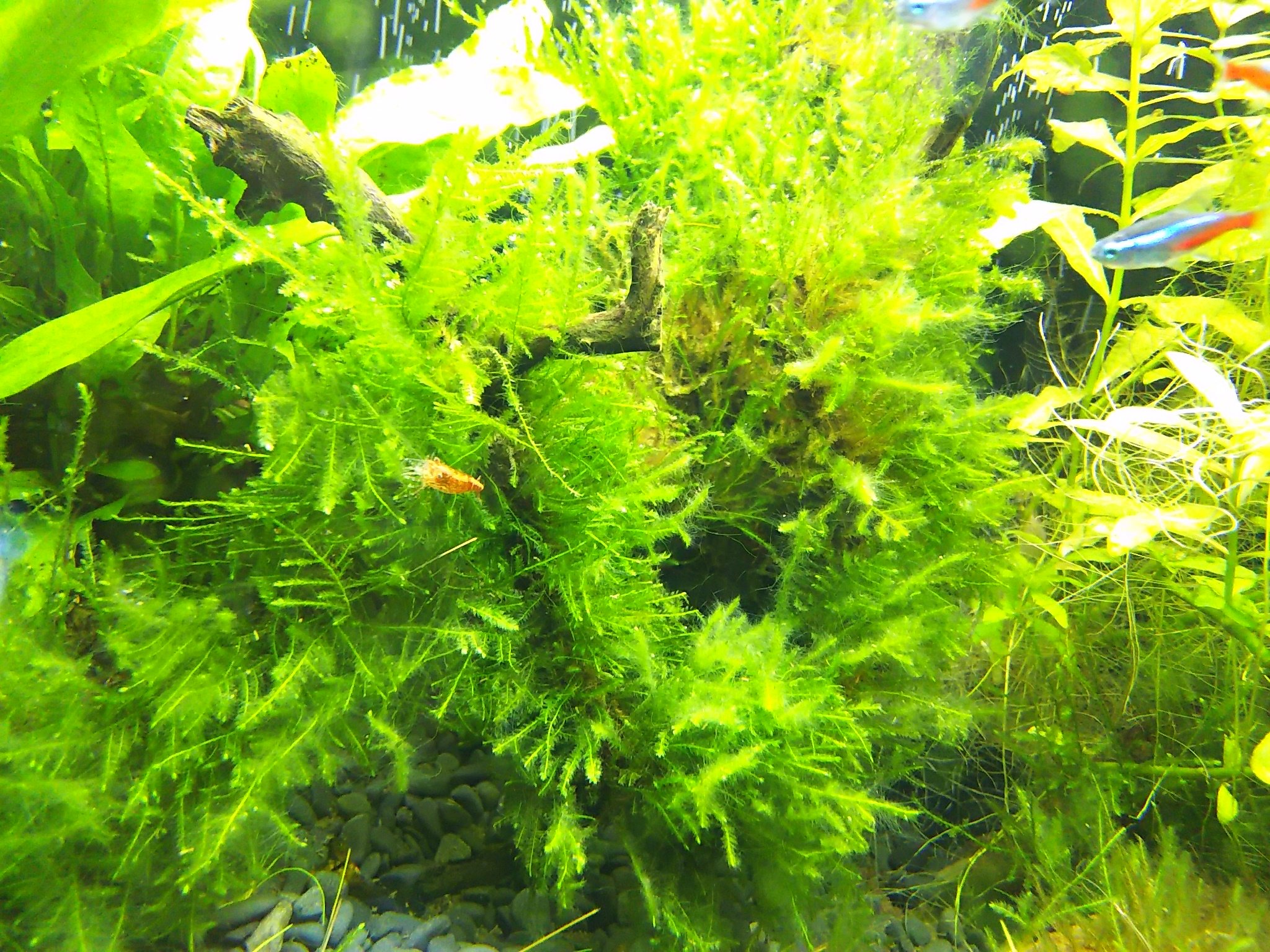 亀吉子 本日のメモ 60 水槽aの水草 ヘアーグラスショート ハイグロフィラ ポリスペルマ スクリューバリスネリア ウィローモス ジャイアント南米ウィローモス アマゾンソード ロタラ ロトンディフォリア コロラタ ミクロソリウム プテロプス