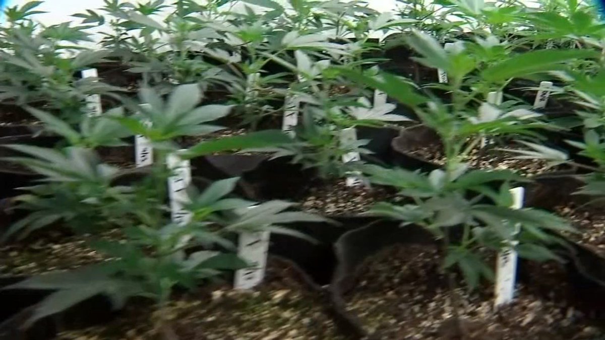 fox12oregon's tweet photo. Marijuana growers will compete for best plant at Oregon State Fair. https://t.co/3InqGXbcfp https://t.co/ntB4hWQocv