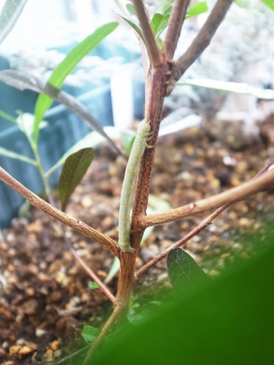 Haruo Niigawa على تويتر ドドナエア プルプレア ポップブッシュ 世田谷ぼろ市で買ってきたこいつも なんか葉っぱ食べられてるよなって よーく探したらまさかの虫が 茶色に青に緑の虫がうちのベランダにいたわけだね