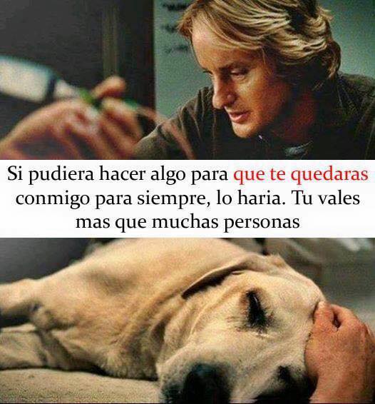 Animalesmsjs's tweet image. — Tu vales más que muchas personas.
— #Adopta 💯💔🐶😢