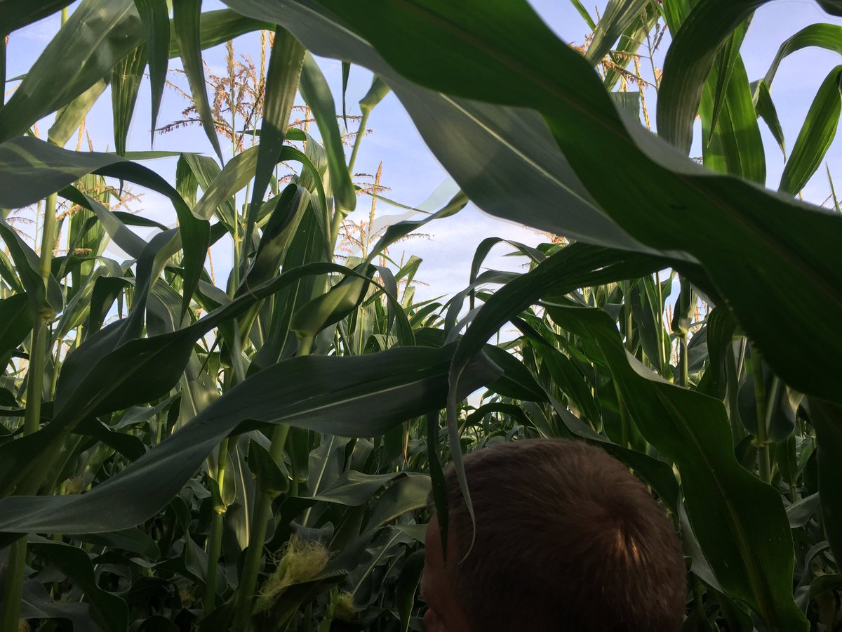 RoncerayDan's tweet photo. Spent the evening checking out @PioneerWCanada #P7211 and #P7202 #earlycorn! Excited customers! #bigbushels https://t.co/NG2J7apvE1