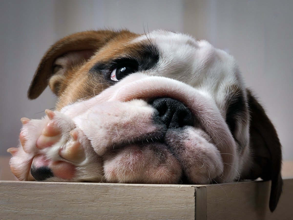 BulliePost's tweet image. Keeping your #bulldog #healthy is easy when you know these 4 important topics - bit.ly/2a1cTYu