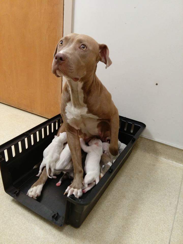 BronsonYake's tweet photo. #BetterFirstWomanPresident 
A rescue pit bull... at least she is a good mom, and has a sweet temperament. https://t.co/ar6innW9fq