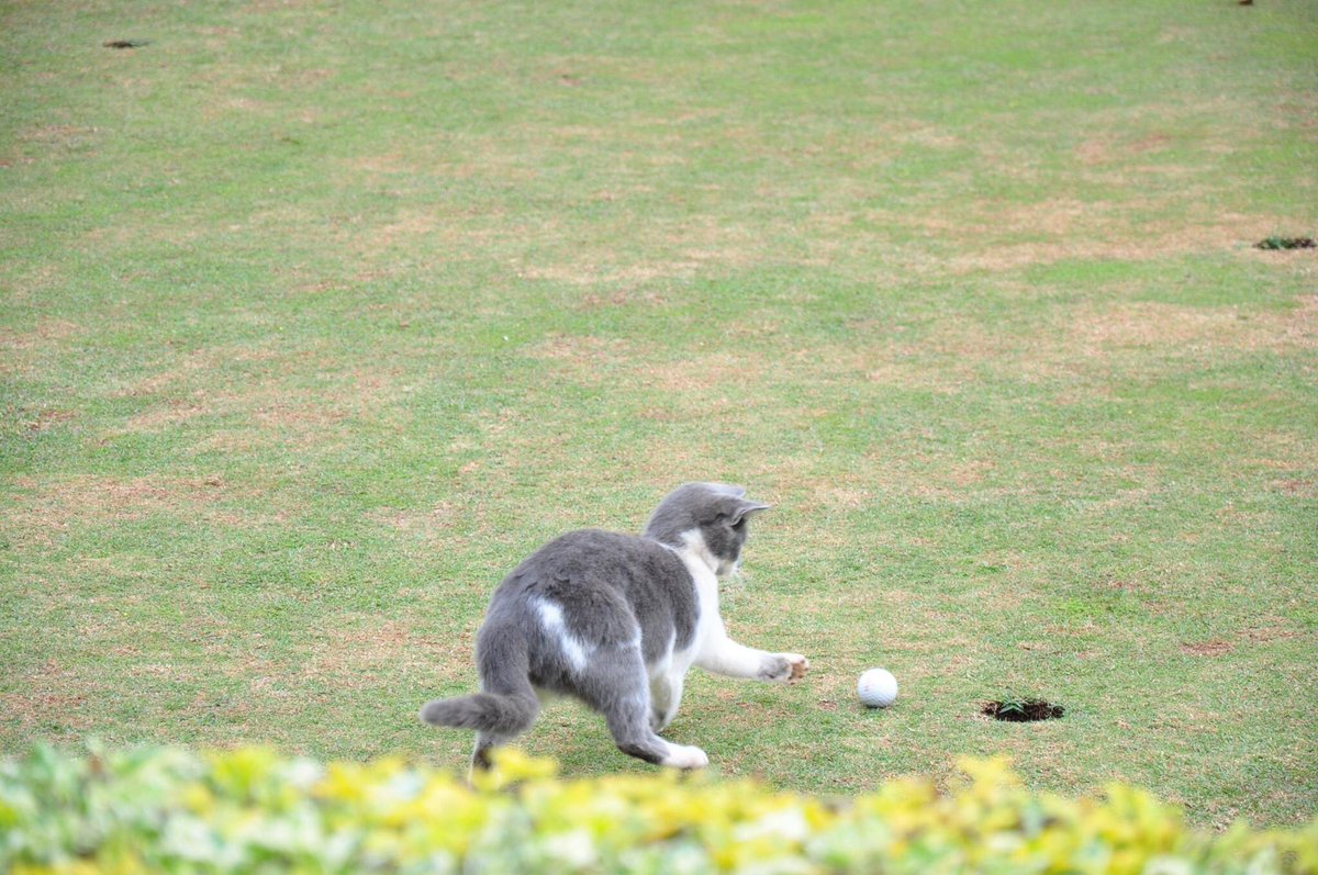 daktari1's tweet photo. The amazing #golfingcat courtesy of @AMGRealtors at Kiambu Golf Club @JustDes https://t.co/dXWLPER4lu