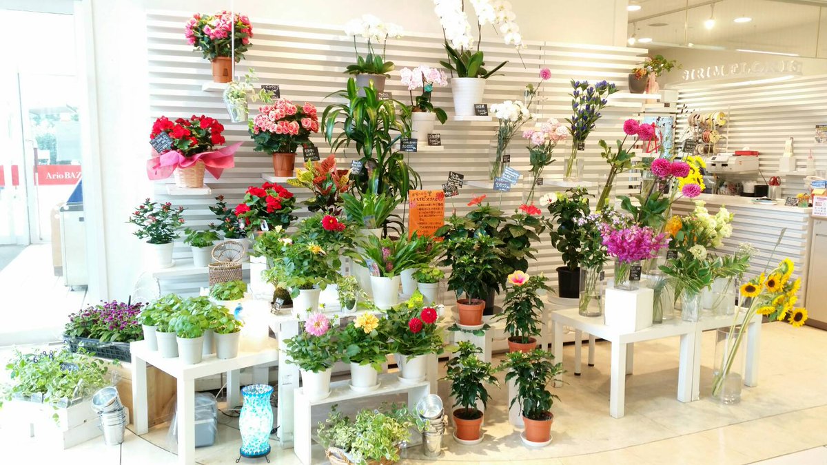 お花屋さん 昇莉夢 アリオ西新井 アリオ亀有 久々の鉢植え入荷ー 爽やかな気分になれる鉢花揃えました T Co X3f7ypbh1h Twitter
