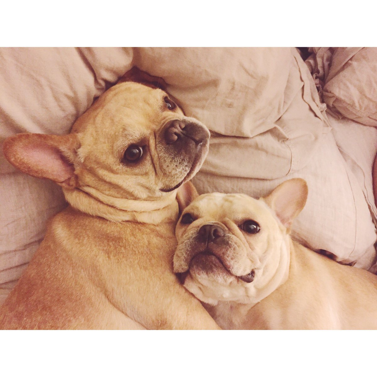BanjoFrenchie's tweet photo. The time has come the walrus said ...🌙✨ #goodnightmoon #sleep #frenchies #instadaily #puppy #frenchbulldog #cuddles https://t.co/Wv1S4aDFYo