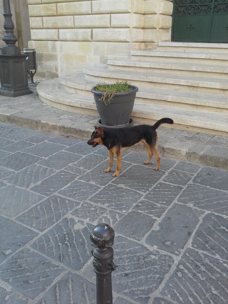 StefanoBrunelli's tweet photo. Il nostro primo #amico del #Salento: #Nardino https://t.co/ZUMI0dHYBV