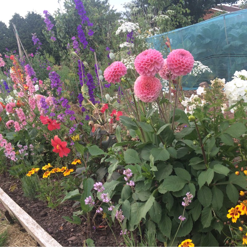 Loving the #mixed #flower bed on plot #no.5. 🐝💤🐝☀️💤🐝... via @gardentags