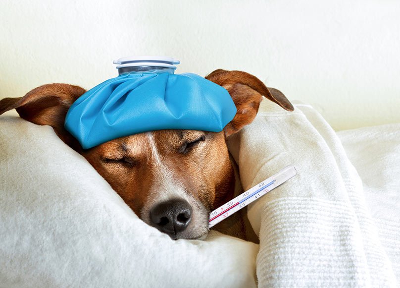 Petdom15's tweet photo. #home #remedies for treating your #dogs #Fever :
https://t.co/V9FWPNxw66 https://t.co/DMXhuvkIpQ