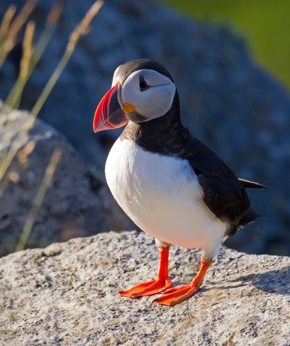 "Ynski øllum føroyingum eina góða ólavsøku" "Ønsker alle færinger en god ólavsøka" #FaroeIslands <a href="/Tinganes/">The Government of the Faroe Islands 🇫🇴</a> #Færøerne