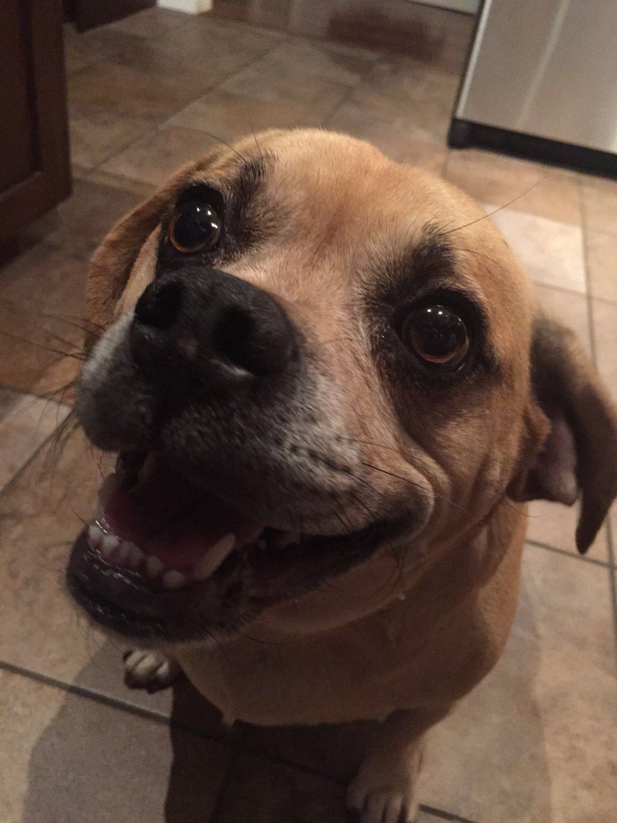 LanceSouter's tweet photo. Some days all you can do is #smile #dubbzy #dogsofinstagram #keeponsmiling #behappylikedogsare #cutie #puggle https://t.co/Tfcf6eWJ0a
