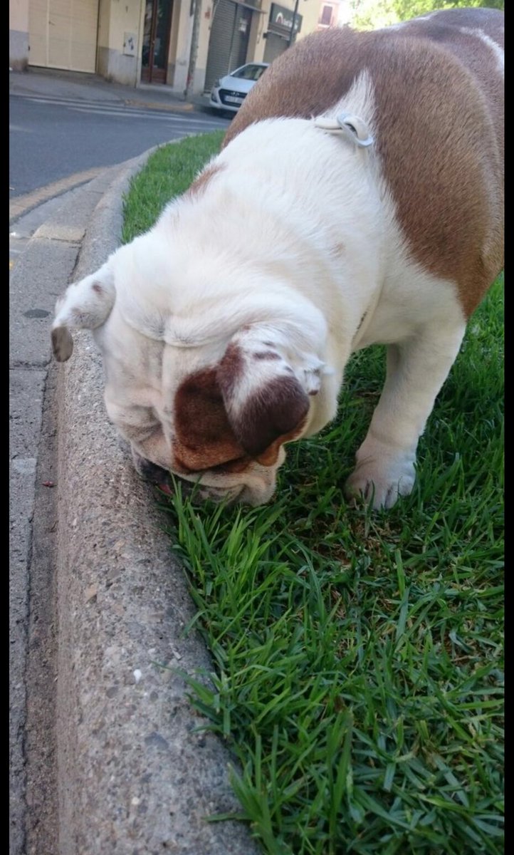 MarioBets1989's tweet image. A Royal se le ve tranquilo,por ahora no hace falta invocarle! HUELE A SUREBET 😂