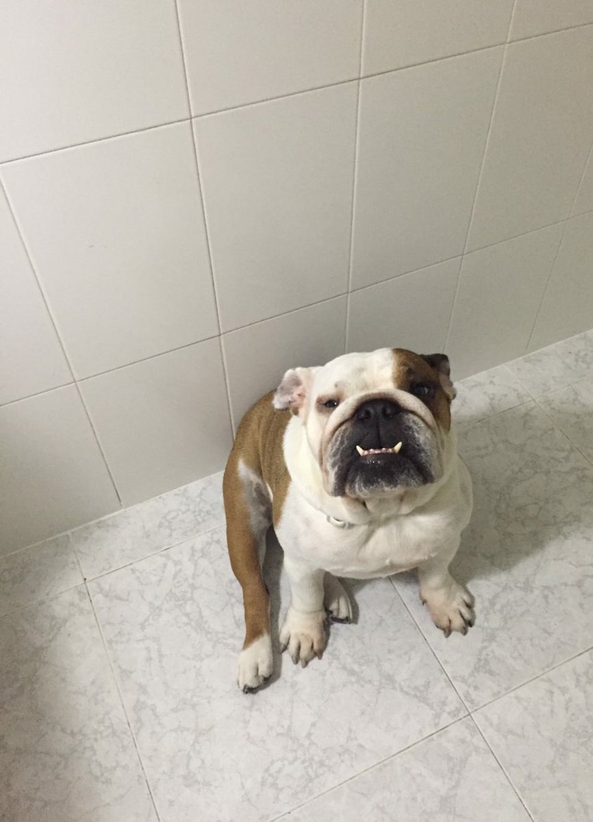 MarioBets1989's tweet image. A Royal se le ve tranquilo,por ahora no hace falta invocarle! HUELE A SUREBET 😂