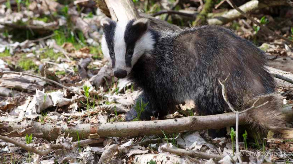 Сухой сук нес барсук. Барсук зимой раскраска для детей. Скороговорка сухой сук нес барсук. Сух сук нес барсук 2 класс. Сух сук нес барсук 2 класс.