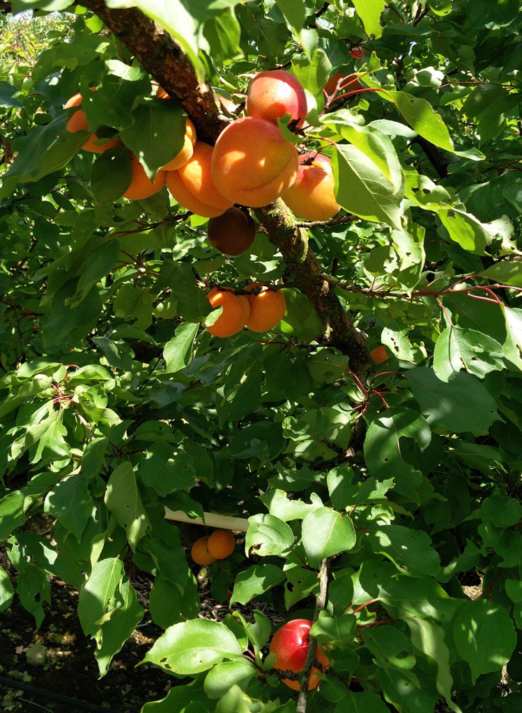 Wonderful sight in the Apricot orchards today #buybritish #welovetheheat
