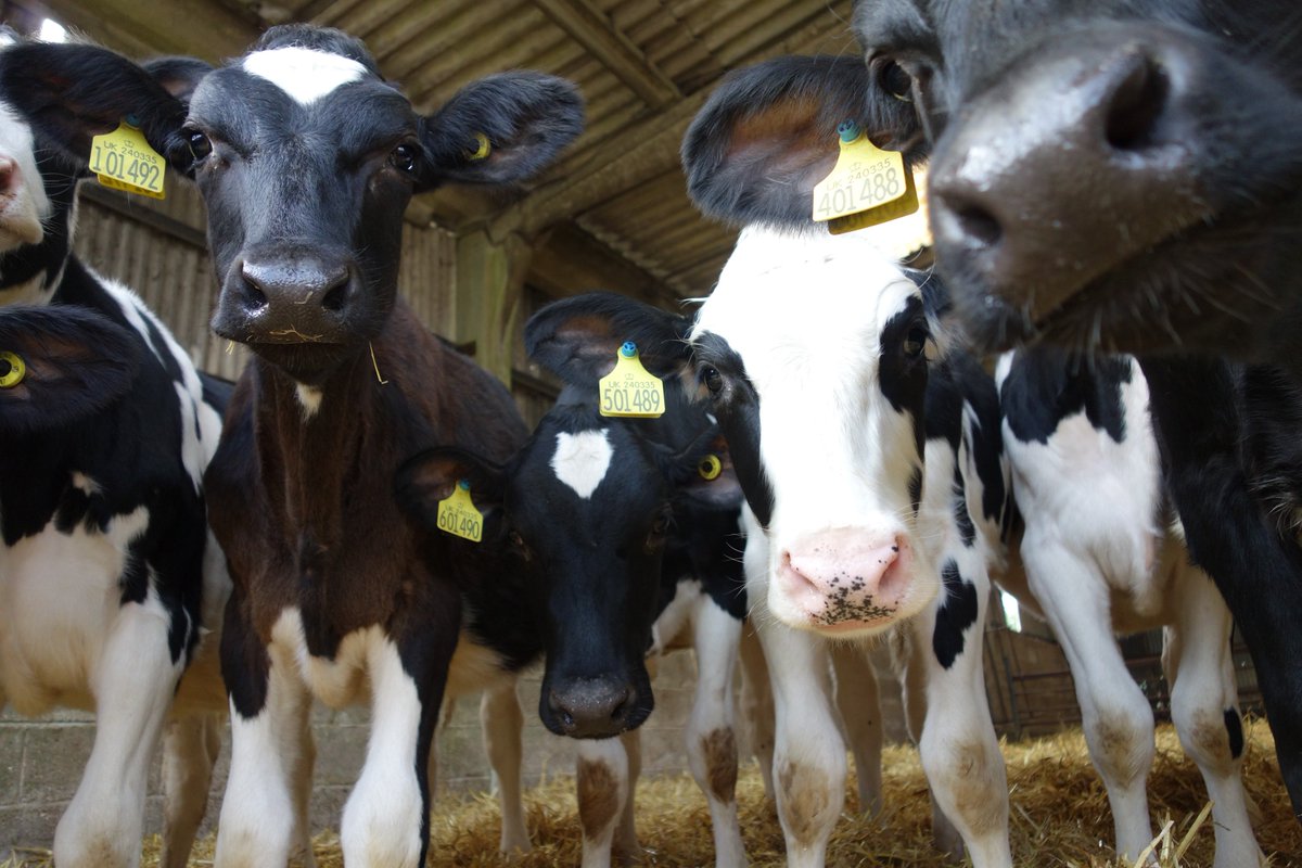 Bradfields_Farm's tweet photo. HAVE YOU HEIFER WANTED TO NAME A COW? Well now is your chance!
 #namethecows https://t.co/UhlQYjPaEE