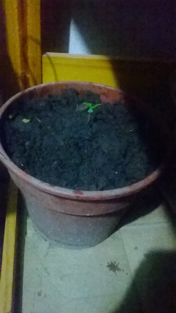 Maceta mas grande para la pini