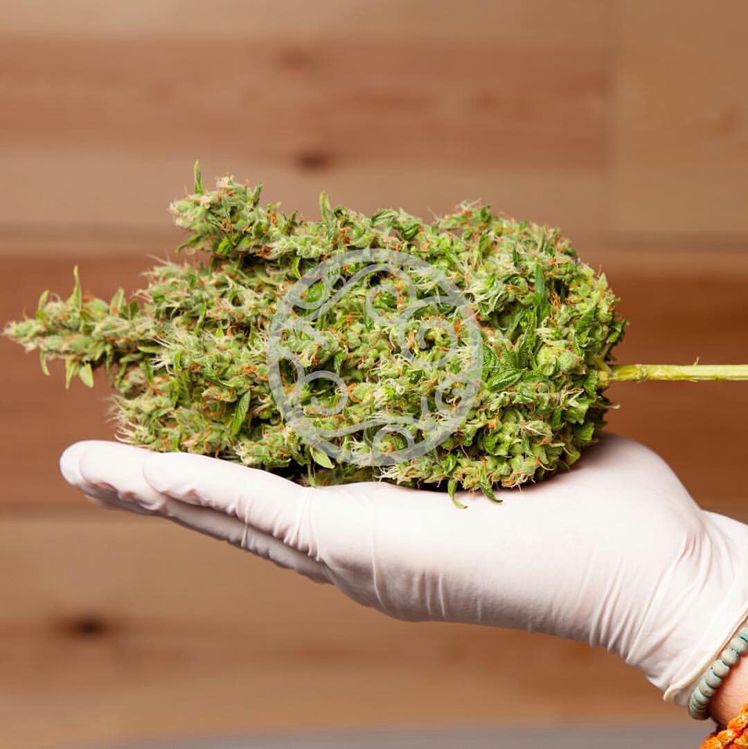 Cuida tus plantas con todo el afecto para que te ofrezcan todo su efecto 🌱
Weednos días, familia! #FelizJueves